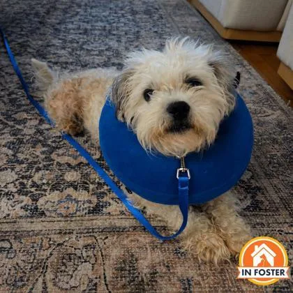 An adult small-sized male Shih Tzu dog named Gnome for adoption in Merriam, KS