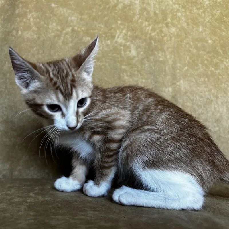 A baby medium-sized female Tabby (Orange / Red) Domestic Short Hair cat named Reeses for adoption in Liverpool, TX