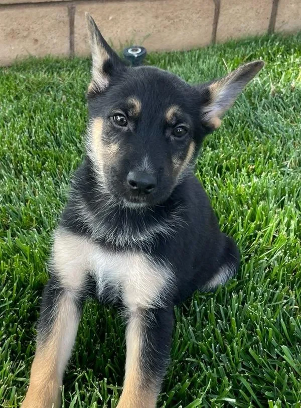 A baby large-sized male German Shepherd Dog dog named Andrew for adoption in Victorville, CA