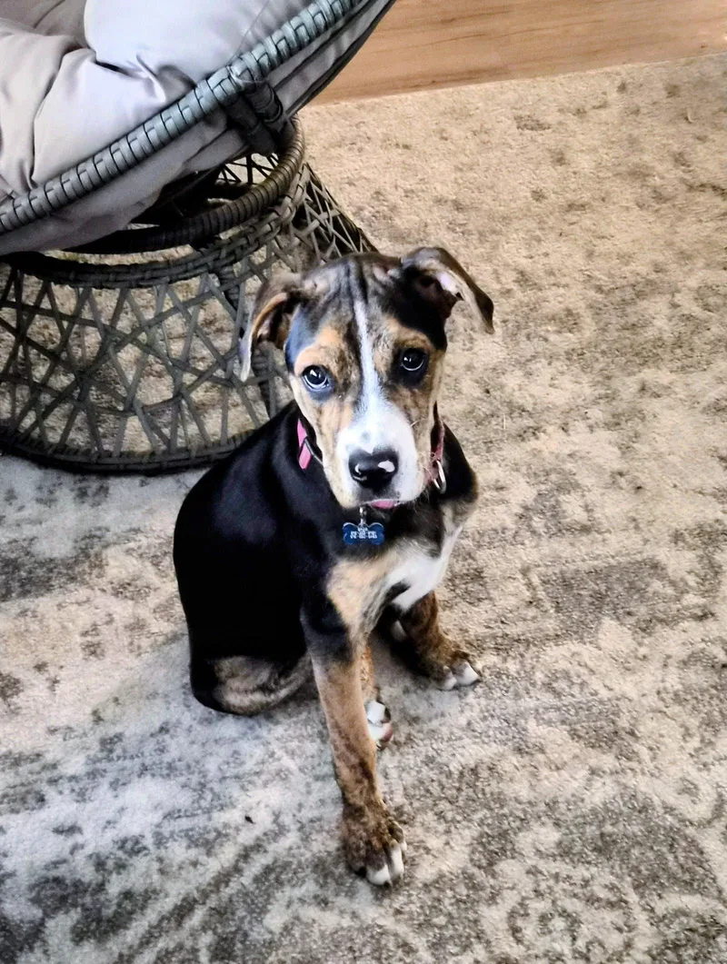 A baby medium-sized female Beagle dog named Galea for adoption in Nashville, TN