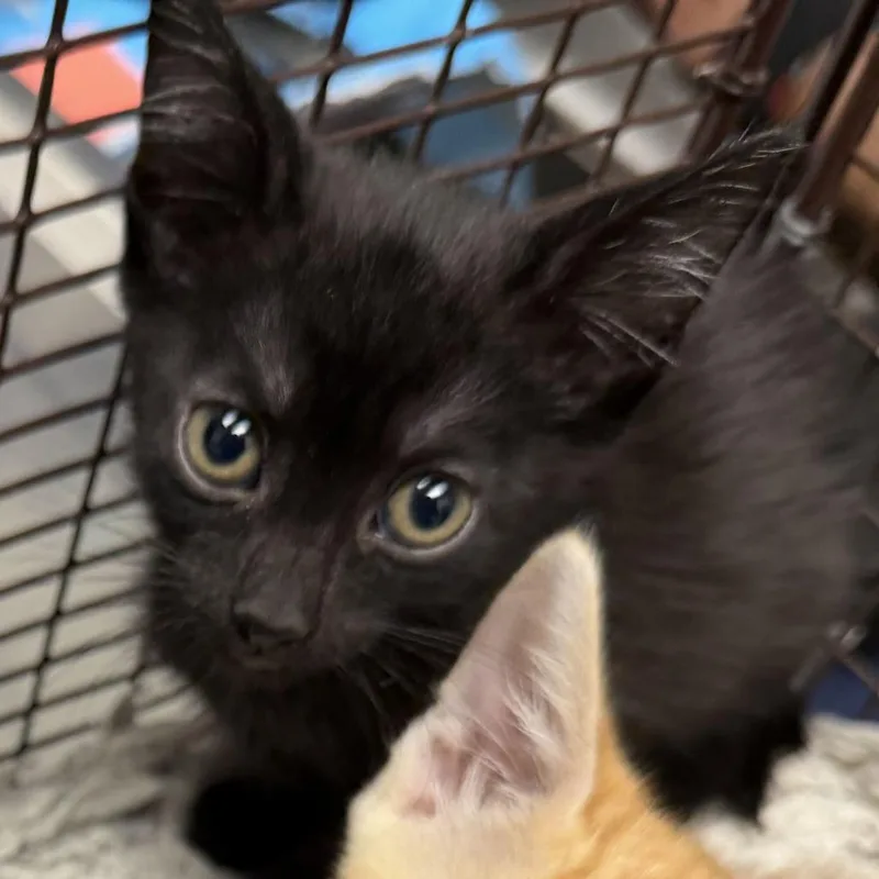 A baby small-sized male Black Domestic Short Hair cat named Kevin for adoption in Los Angeles, CA