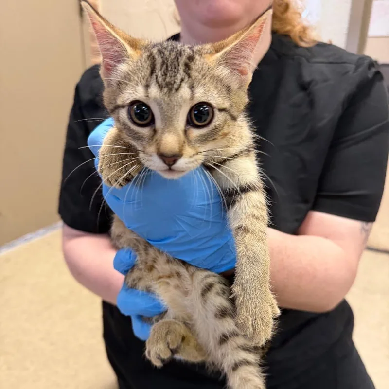 A baby small-sized female Brown / Chocolate Domestic Short Hair cat named Beth for adoption in Birmingham, AL