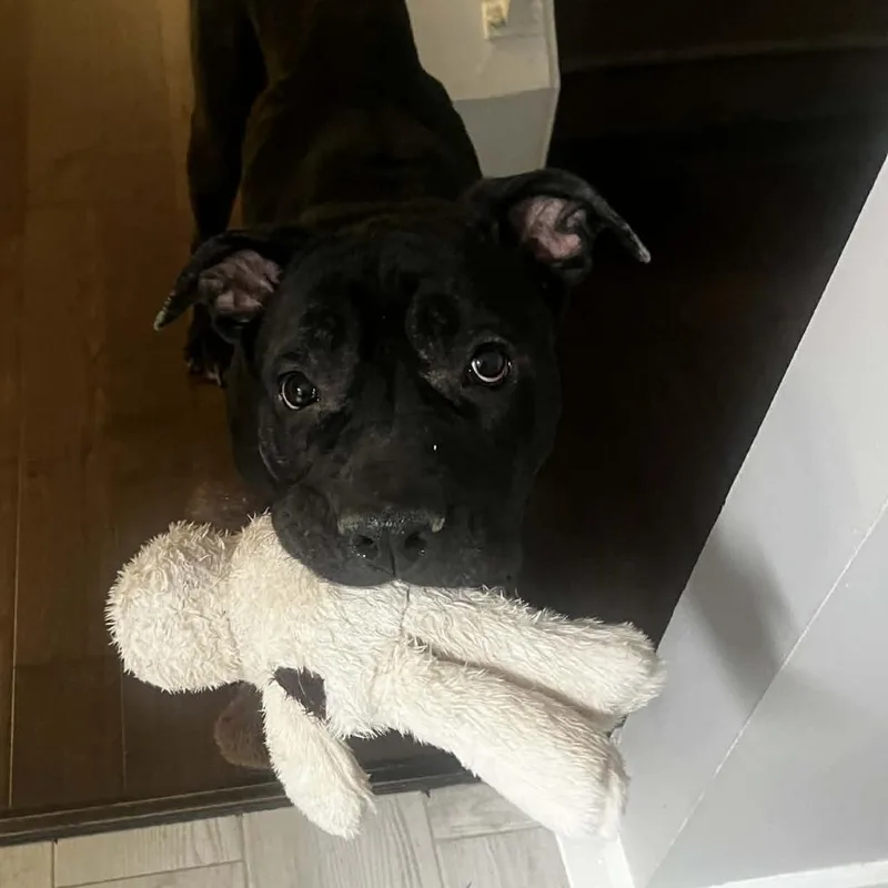 An adult extra large-sized female Black Cane Corso dog named Osirus for adoption in manchester, PA