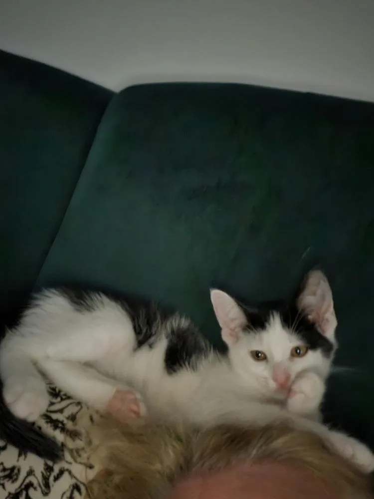 A baby small-sized male Domestic Short Hair cat named Moon Pie for adoption in Plymouth, MI