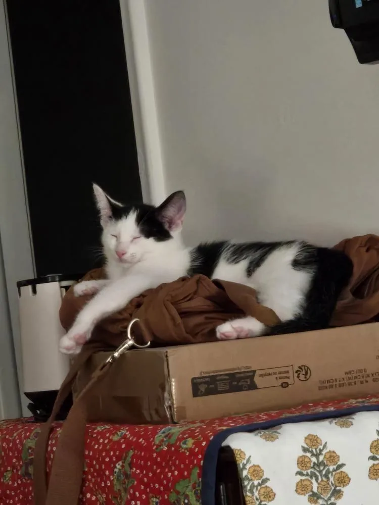 Moon Pie thumbnail 3