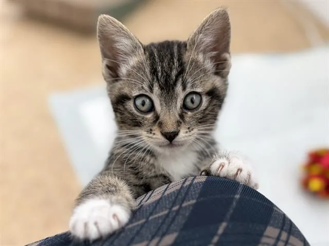 A baby small-sized male Domestic Short Hair cat named Sid for adoption in Camarillo, CA