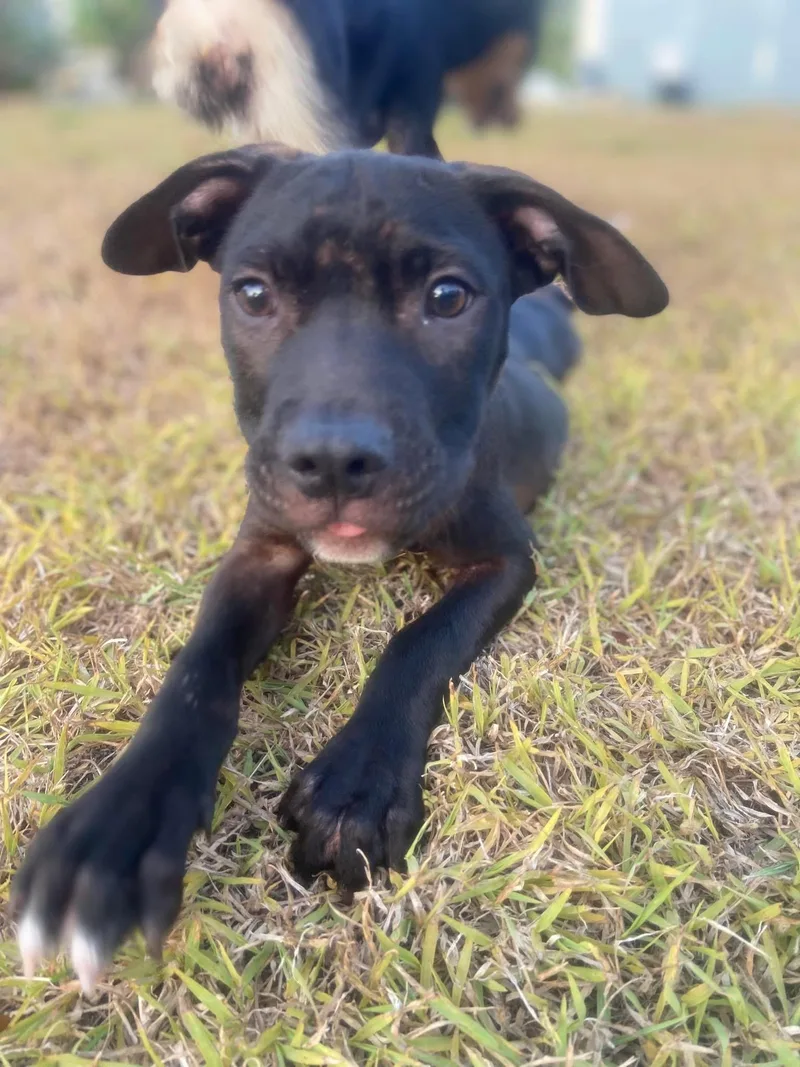 A baby medium-sized male Black Mixed Breed dog named Vincent for adoption in Atlantic Beach, FL