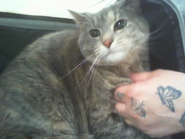 An adult small-sized female Domestic Short Hair cat named Arty for adoption in Charlotte, NC