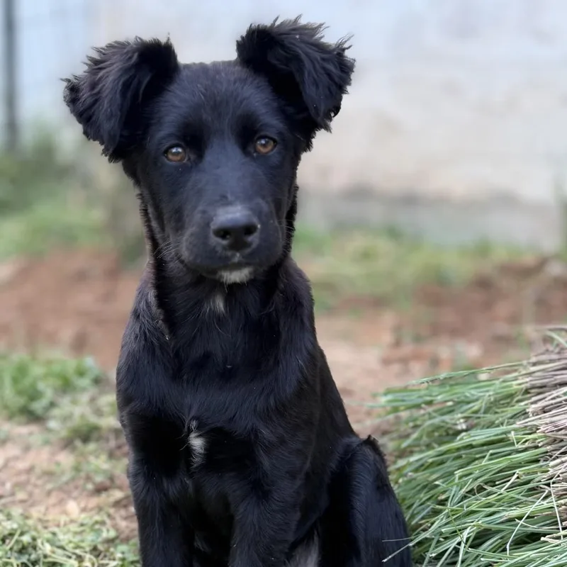 A baby medium-sized female Black Husky dog named Zena for adoption in Pinson, TN