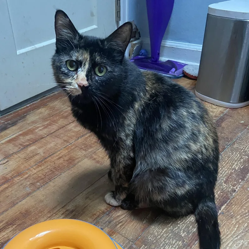 An adult medium-sized female Tortoiseshell Domestic Short Hair cat named Betty Coleman Fivpos for adoption in Morrison, CO