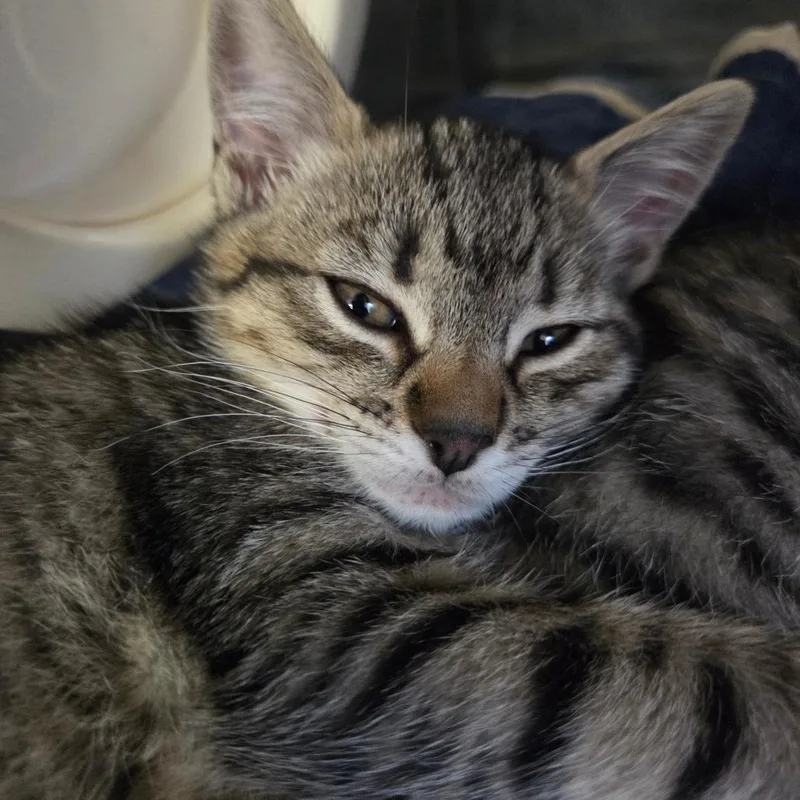 A baby small-sized female Brown / Chocolate Domestic Short Hair cat named Doodle for adoption in Spokane, WA