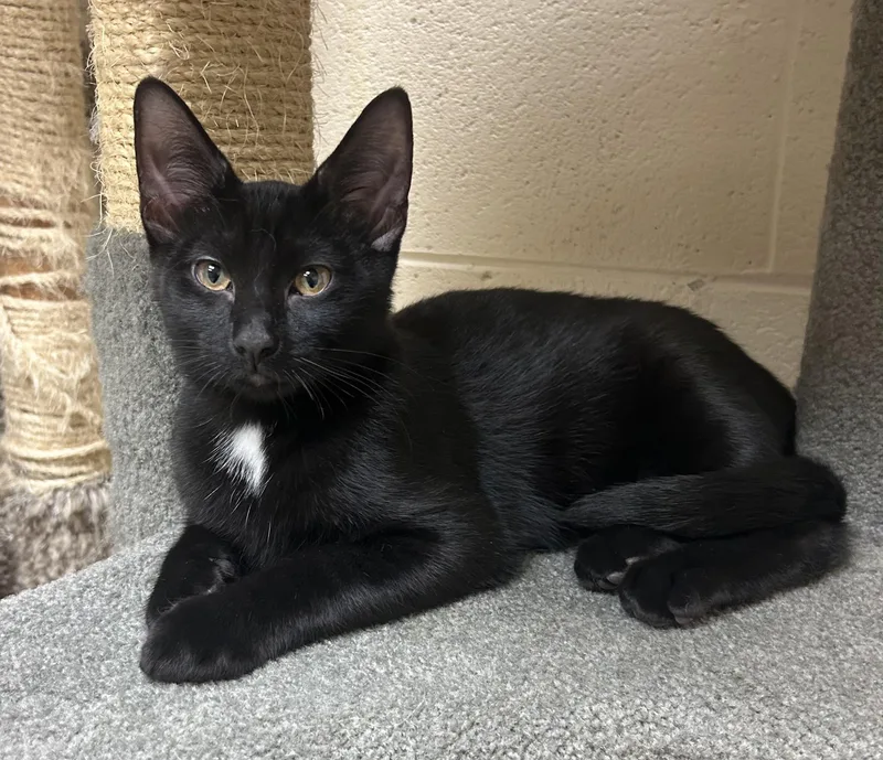 A young medium-sized female Black Domestic Short Hair cat named Ronnie for adoption in Schaumburg, IL