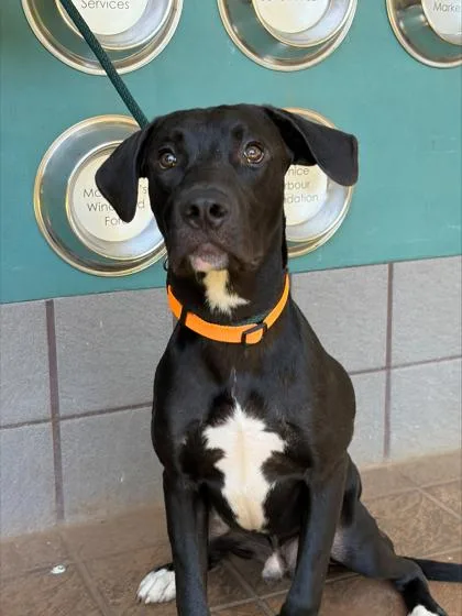 A young large-sized male Mixed Breed dog named Bear for adoption in Honolulu, HI