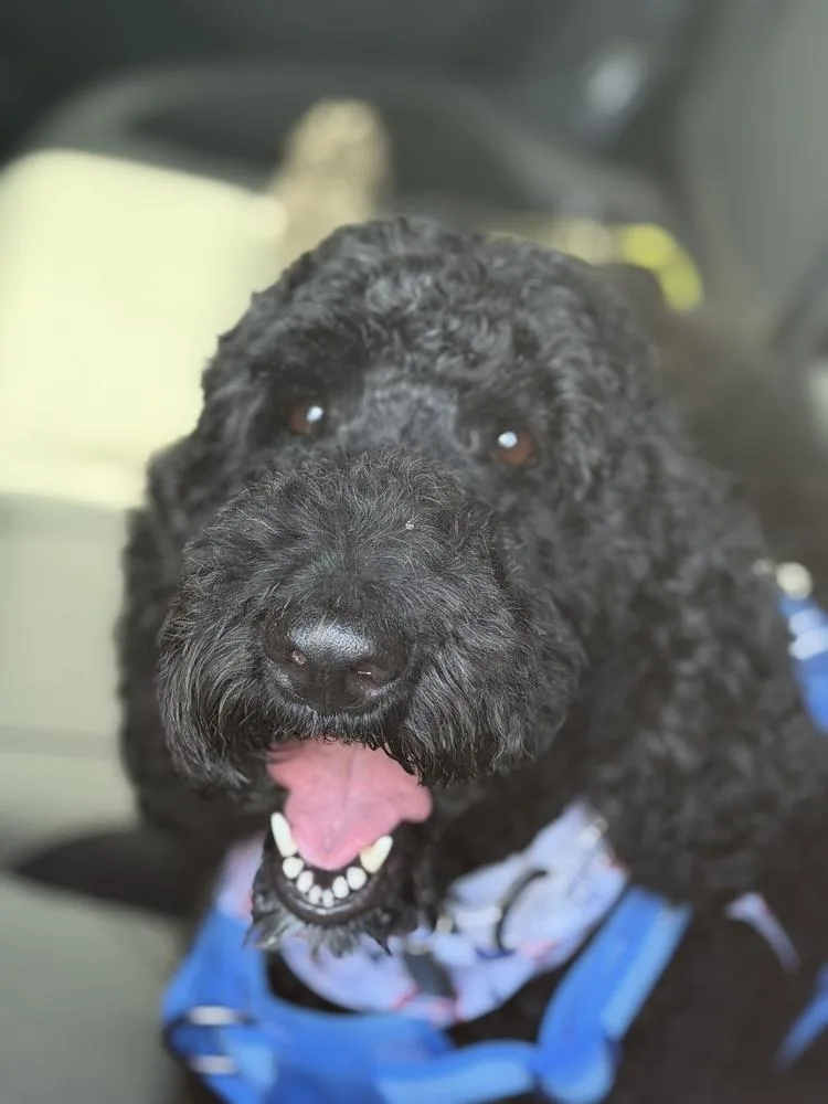 Nala thumbnail 4