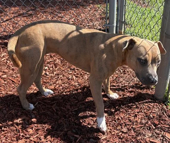 A young medium-sized female Pit Bull Terrier dog named Delta for adoption in Panama City, FL