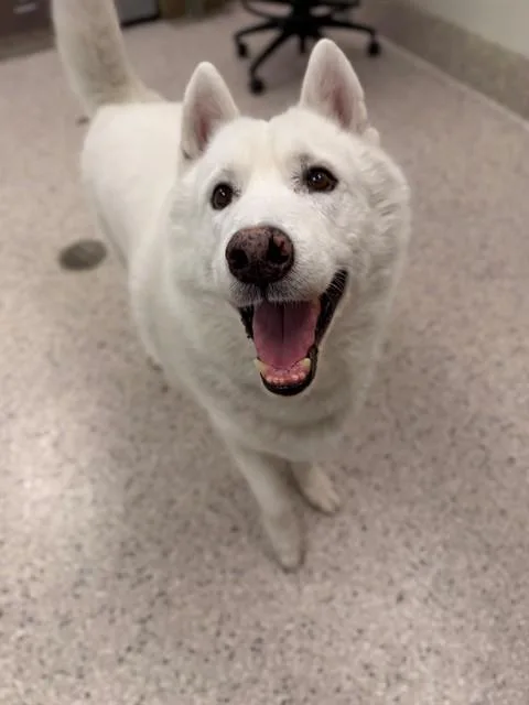 An adult large-sized male Siberian Husky dog named Burger for adoption in Brighton, CO