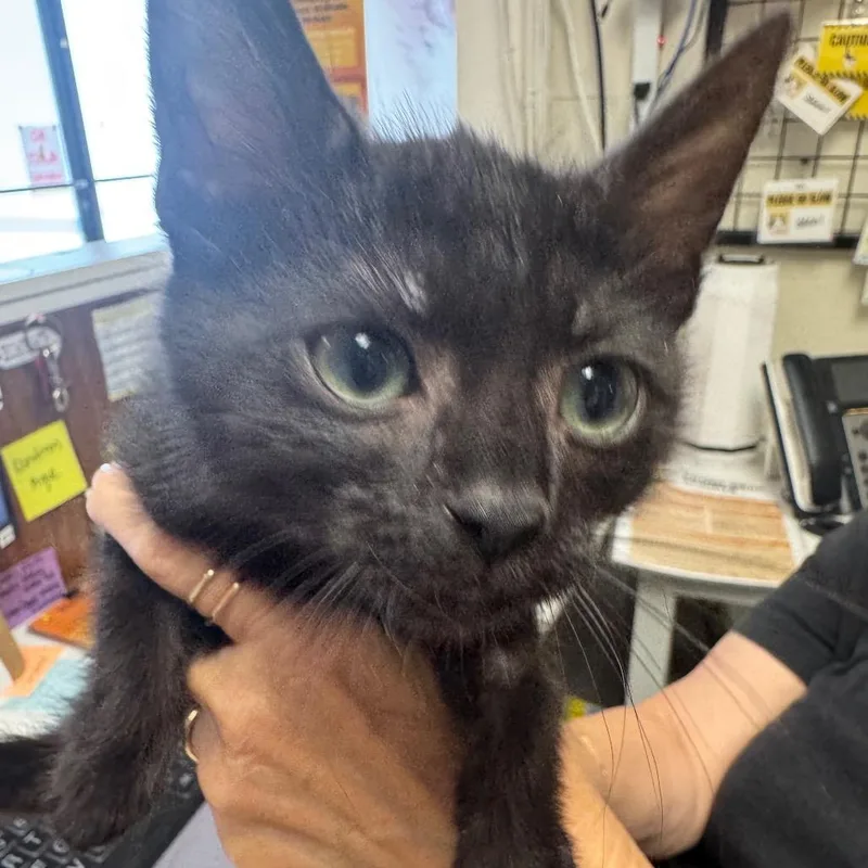A baby small-sized male Black Domestic Short Hair cat named Zinger for adoption in Long Beach, CA