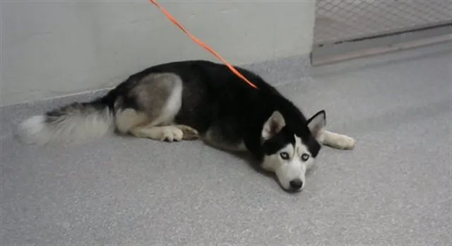 An adult medium-sized female Siberian Husky dog named Brandi for adoption in Pasadena, TX
