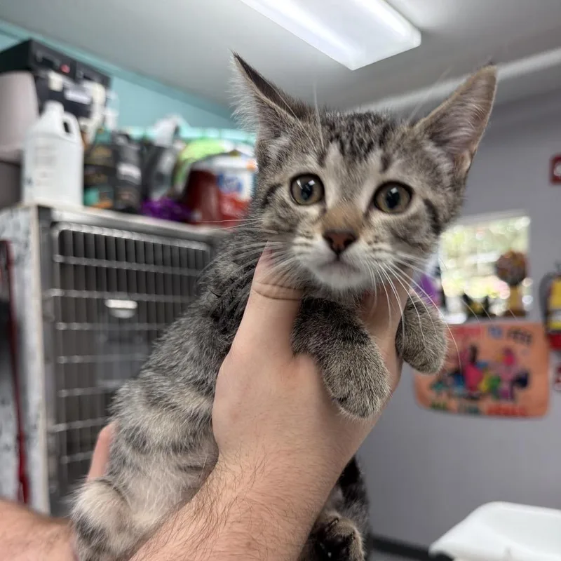 A baby small-sized female Brown / Chocolate Domestic Short Hair cat named Fireworks for adoption in Port Charlotte, FL