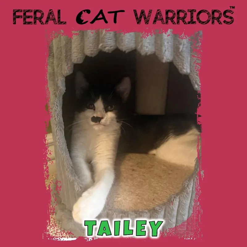 A baby small-sized female Black Domestic Short Hair cat named Tailey for adoption in Kingman, AZ