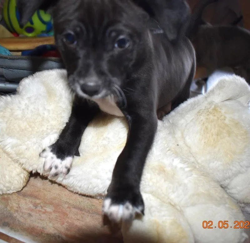 A baby small-sized female Chihuahua dog named Plum for adoption in Grafton, WI