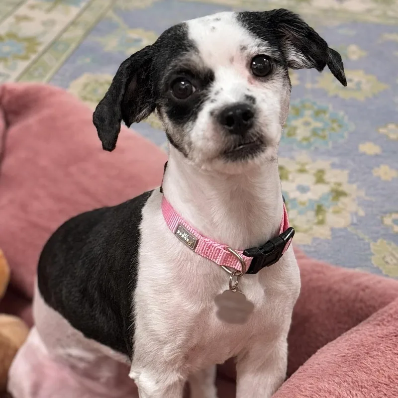 A young small-sized female Shih Tzu dog named Clara Belle for adoption in New Orleans, LA