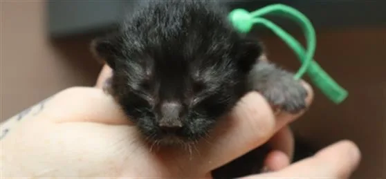 A baby small-sized male Domestic Short Hair cat named Pat for adoption in Columbia, SC