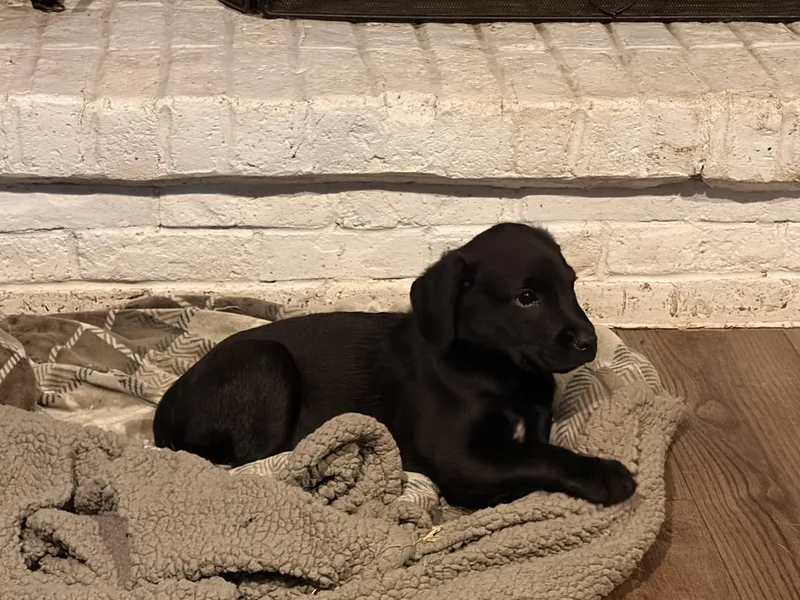 A baby medium-sized male Black Labrador Retriever dog named Diver for adoption in Byron, IL