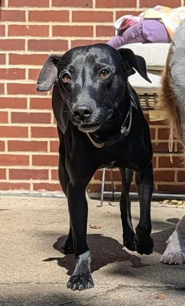 A young medium-sized male Black Mixed Breed dog named Rolo for adoption in Ashland, OH