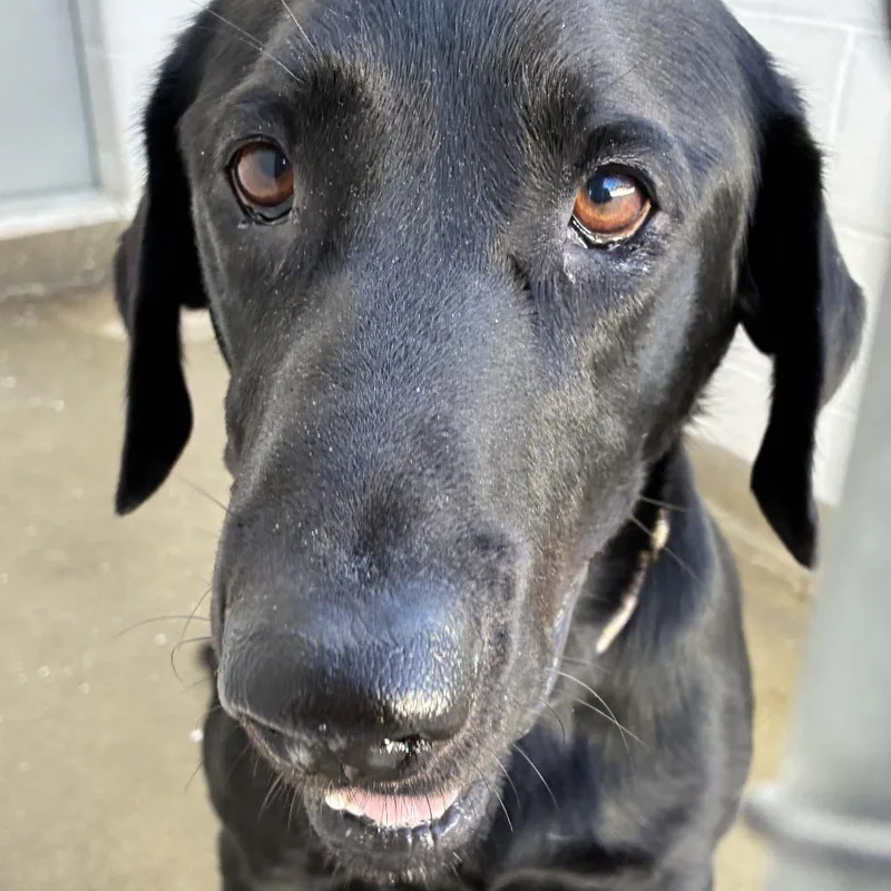 An adult small-sized male Chocolate Labrador Retriever dog named 72663 for adoption in Harrisonburg, VA