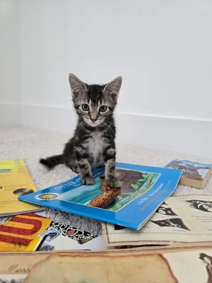 A young small-sized male Domestic Short Hair cat named B Hatcher for adoption in North Charleston, SC