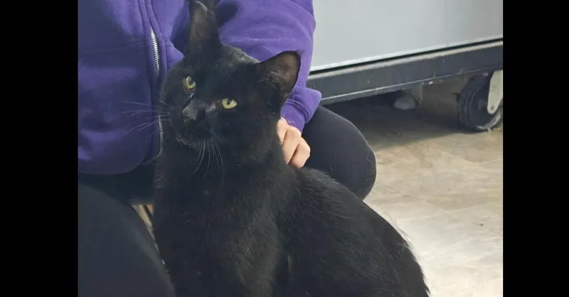 An adult medium-sized male Black Domestic Short Hair cat named Panther for adoption in Anoka, MN