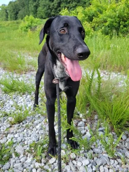 An adult large-sized male Mixed Breed dog named Vader for adoption in Atlanta, GA