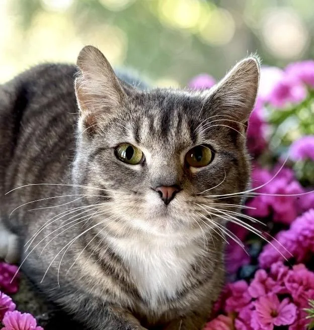 A young medium-sized female Gray & White Tabby cat named Bunny for adoption in Perry, IA