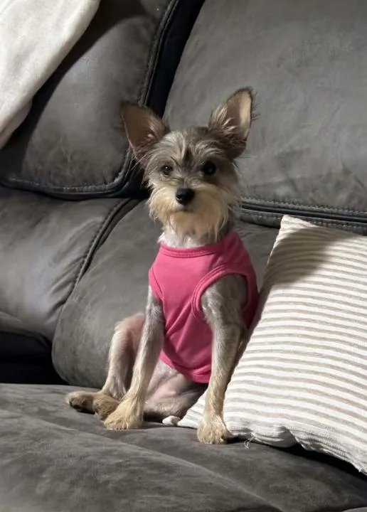 A baby small-sized female Terrier dog named Maxine in LA for adoption in Cranston, RI