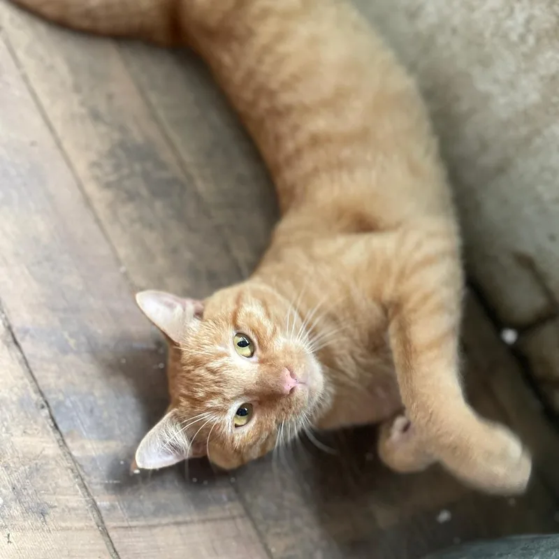 A young small-sized male Domestic Short Hair cat named Skip for adoption in Shelbyville, IN