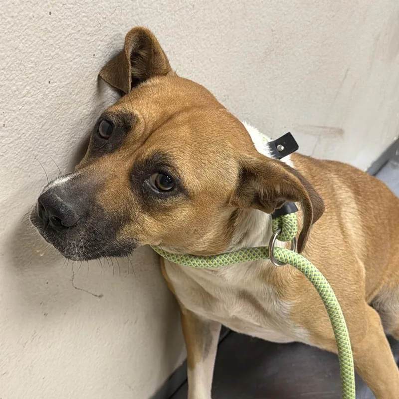 A young medium-sized female Yellow / Tan / Blond / Fawn Terrier dog named Almond for adoption in Yuma, AZ