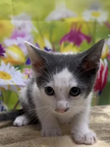 A young small-sized male Domestic Short Hair cat named Sparks for adoption in San Antonio, TX