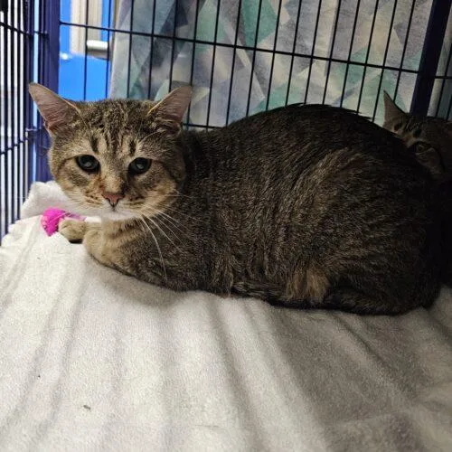 A young medium-sized male Tabby (Gray / Blue / Silver) Domestic Short Hair cat named Merlin for adoption in Burlington, IA