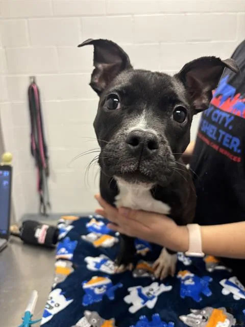 A baby small-sized female Pit Bull Terrier dog named Rosie for adoption in Indianapolis, IN