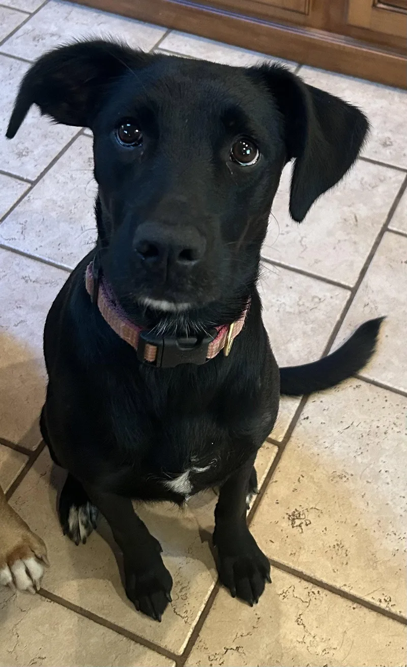 An adult large-sized female Labrador Retriever dog named Bella M for adoption in Barnhart, MO