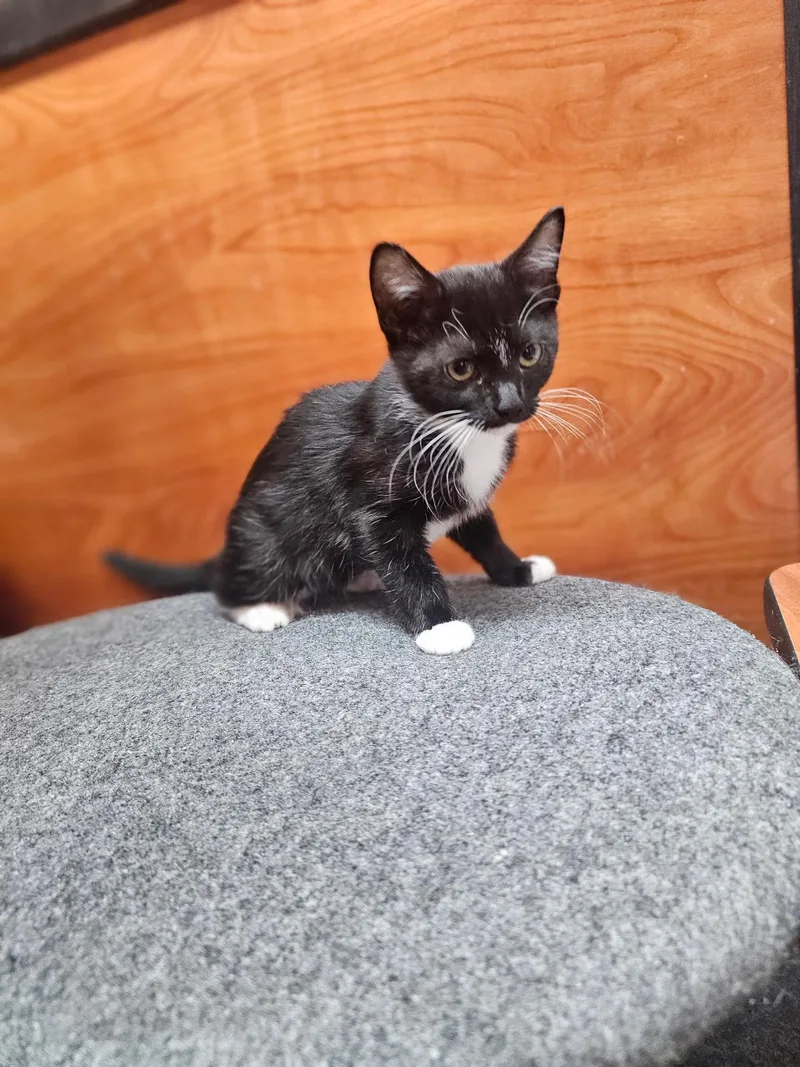 A baby medium-sized female Black & White / Tuxedo Domestic Short Hair cat named Oreo for adoption in Social Circle, GA
