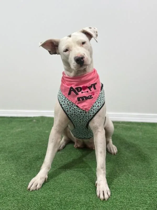 A young medium-sized female White / Cream Pit Bull Terrier dog named Nanny for adoption in Carlsbad, CA