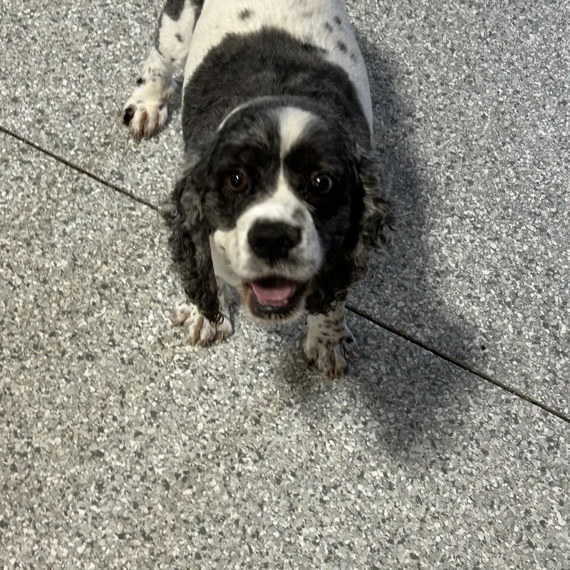 Family Dog. Tricia