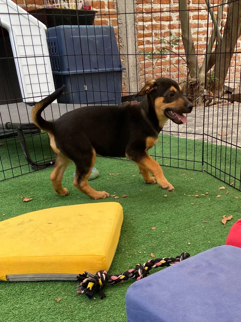 A baby medium-sized male Tricolor (Brown, Black, & White) Beagle dog named Benedict Bridgerton for adoption in Austin, TX