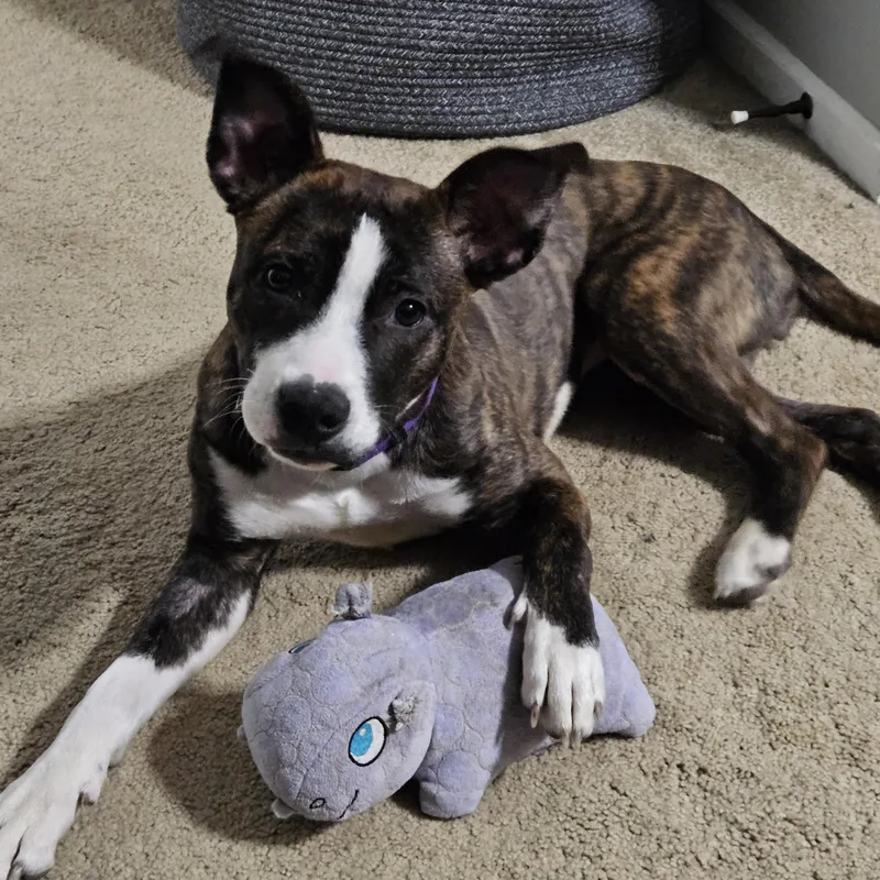 A young medium-sized female Brindle Pit Bull Terrier dog named Harlie for adoption in Peotone, IL