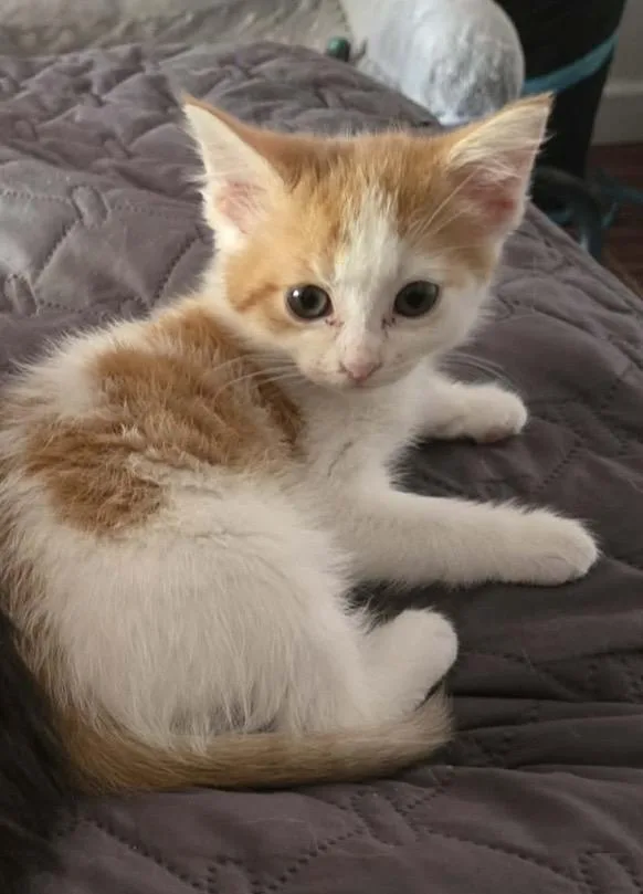 Miso