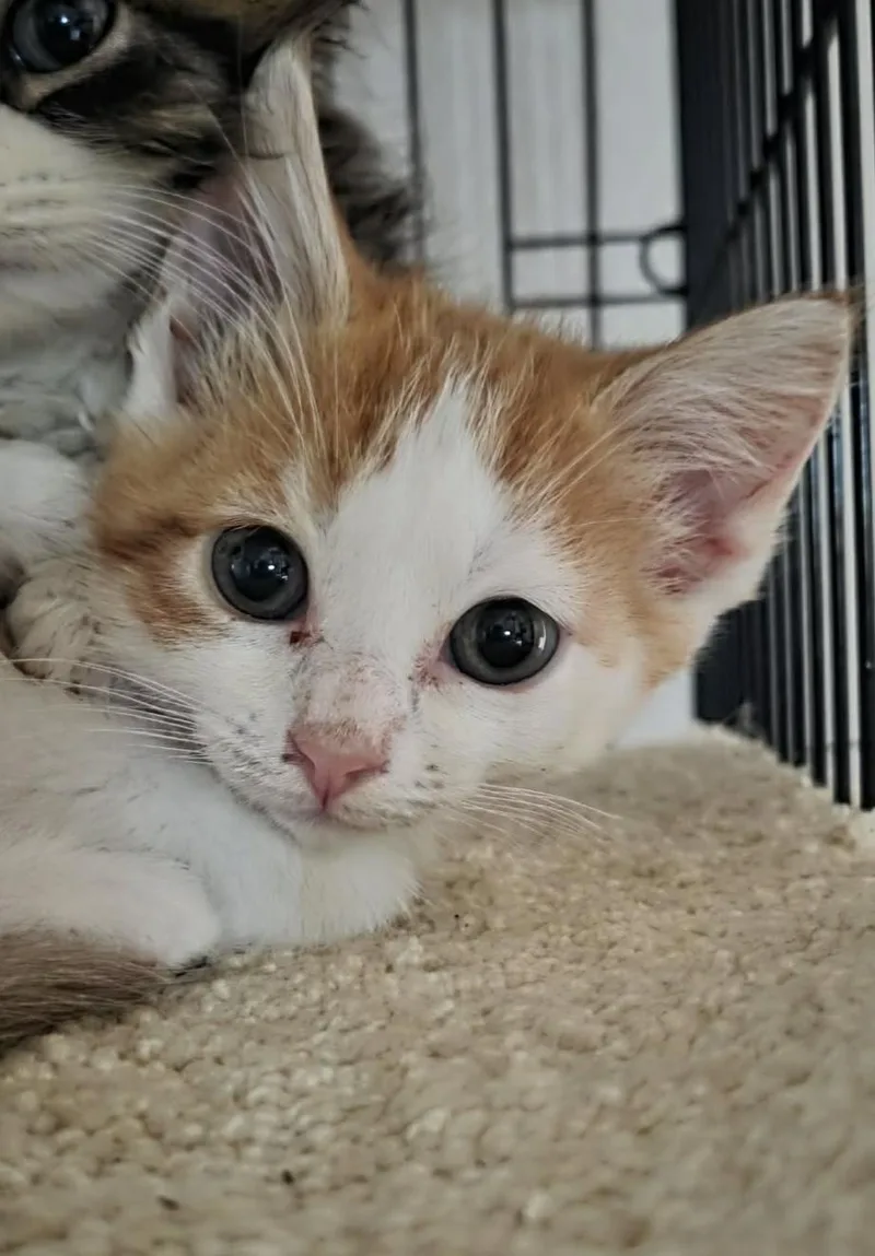 Miso thumbnail 2