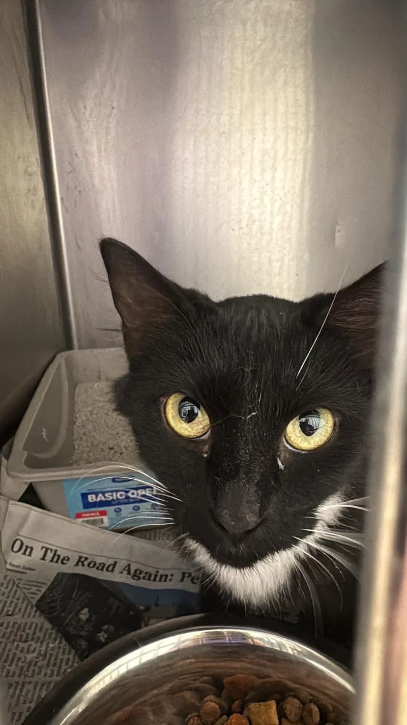 An adult medium-sized female Domestic Short Hair cat named Priscilla for adoption in Tappahannock, VA