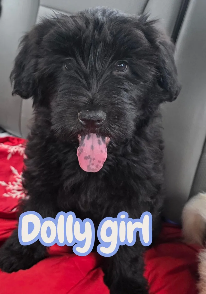 Dolly